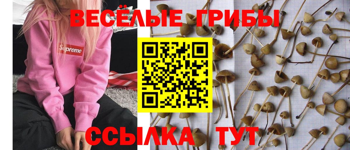 Галлюциногенные грибы ЛСД Дербент